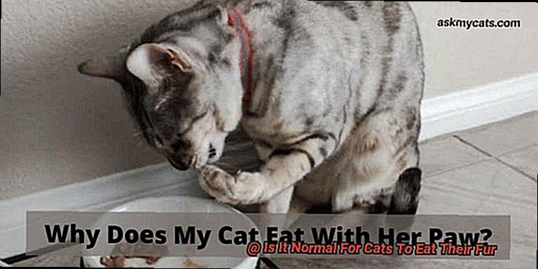Is It Normal For Cats To Eat Their Fur-2