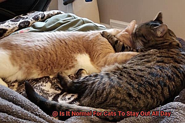 Is It Normal For Cats To Stay Out All Day-2