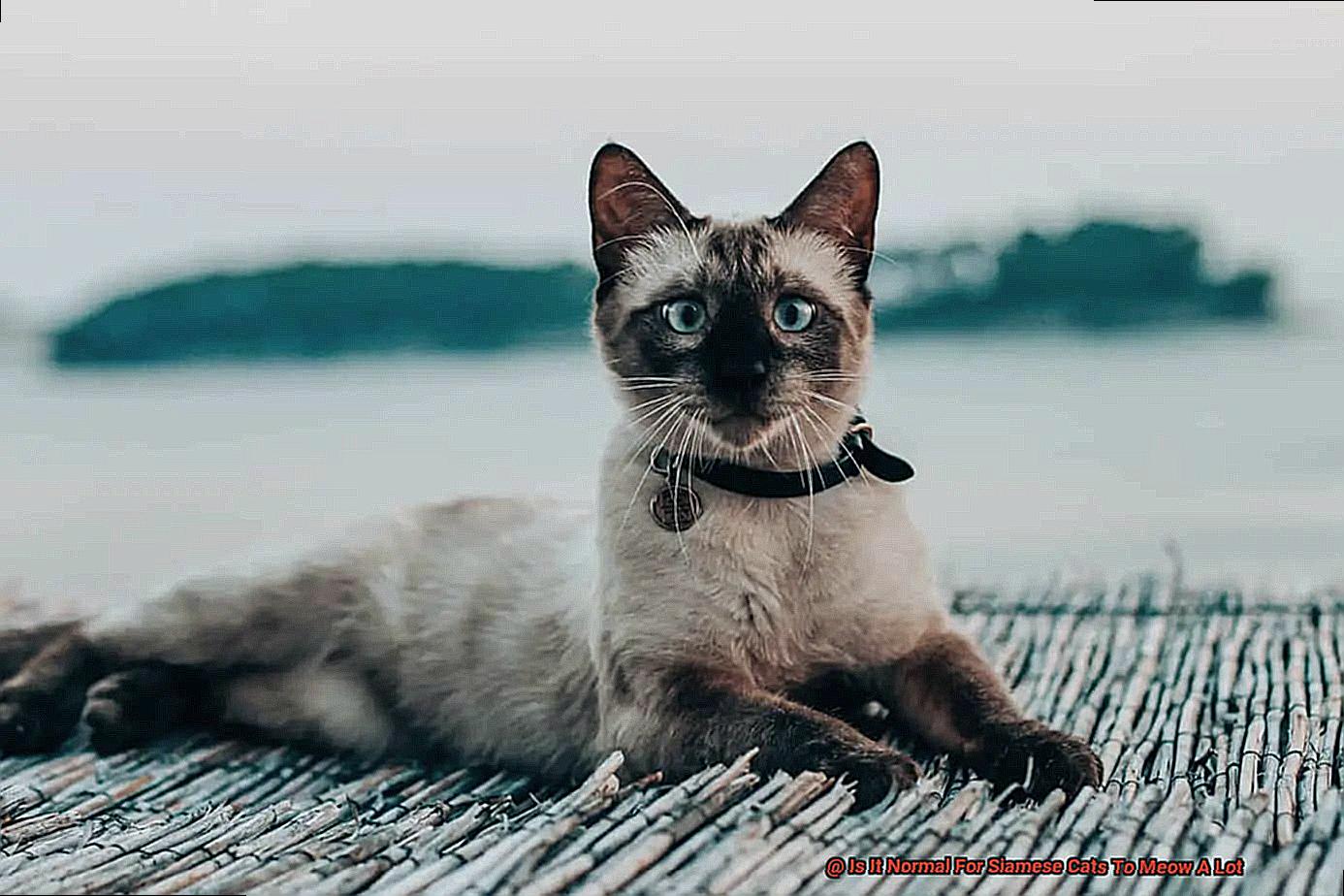 Is It Normal For Siamese Cats To Meow A Lot-2