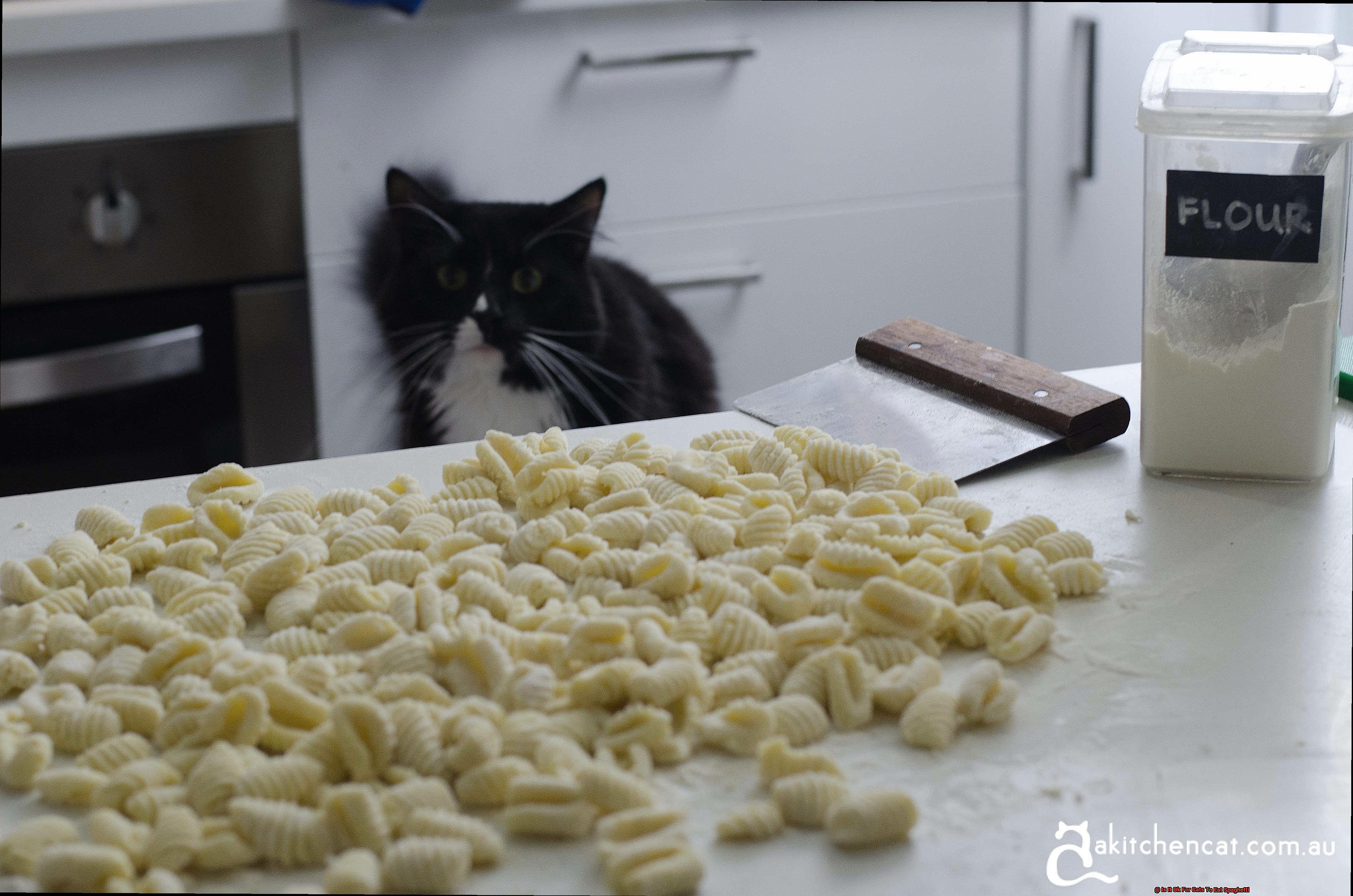 Is It Ok For Cats To Eat Spaghetti-2