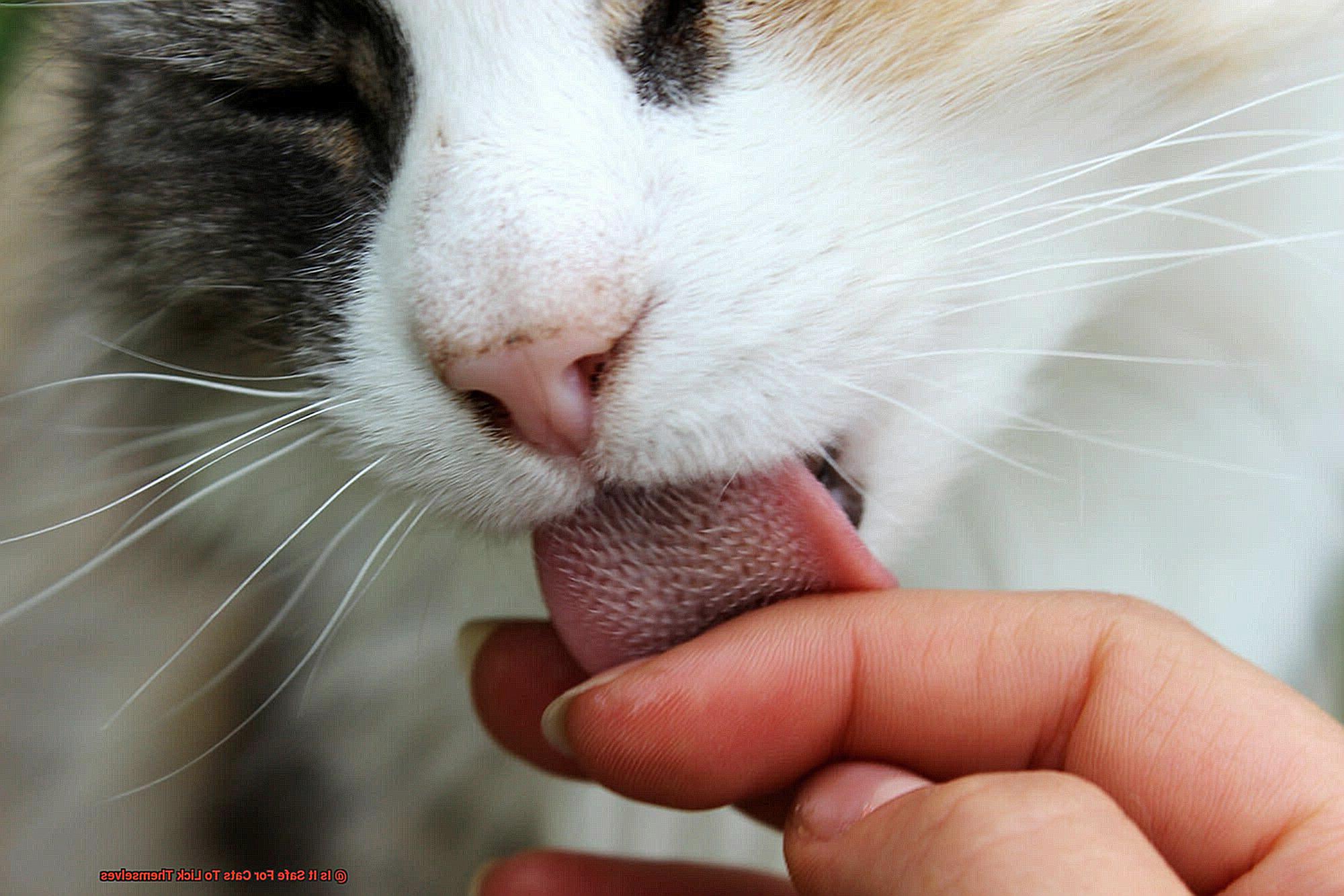 Is It Safe For Cats To Lick Themselves-2