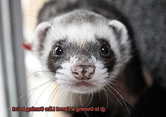 Is Owning A Ferret Like Owning A Cat-2