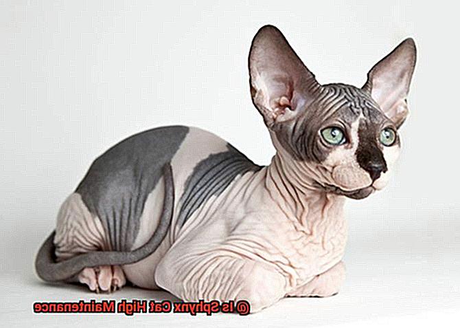 Is Sphynx Cat High Maintenance-2