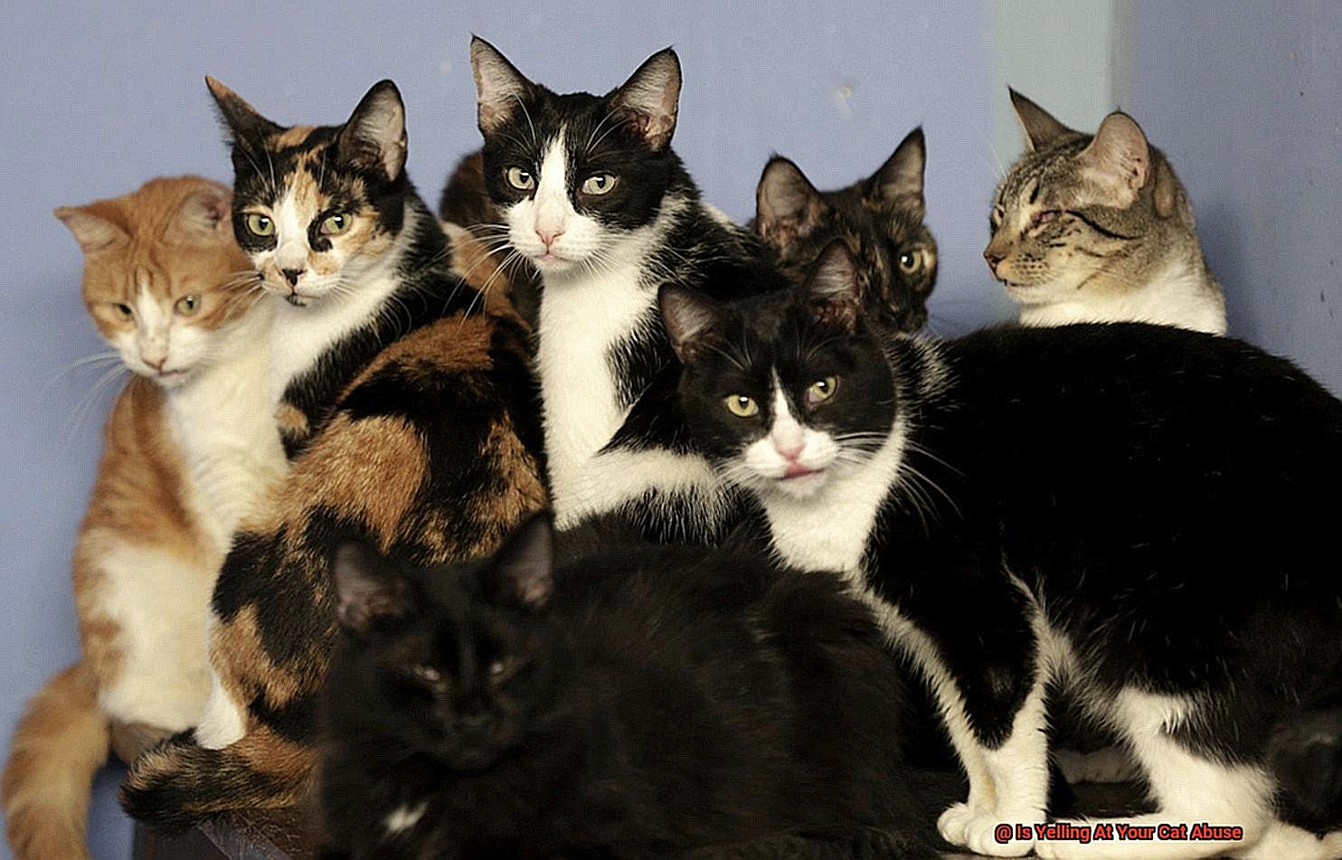 Is Yelling At Your Cat Abuse-2