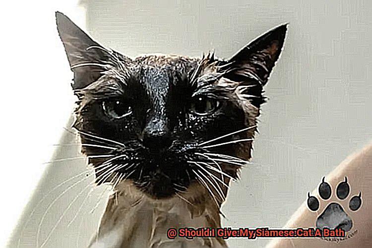 Should I Give My Siamese Cat A Bath-2