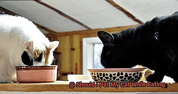 Should I Pet My Cat While Eating-2