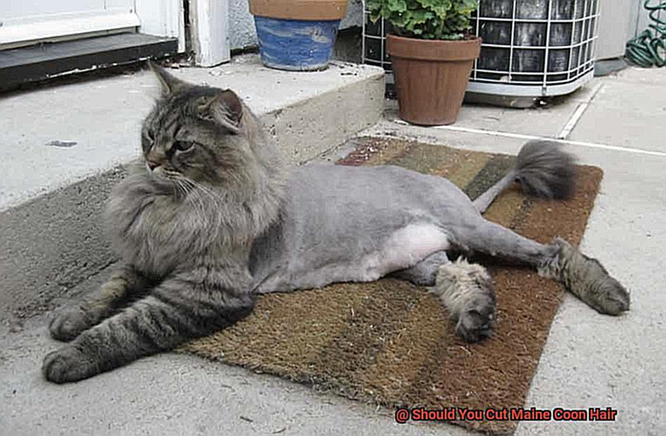 Should You Cut Maine Coon Hair-2