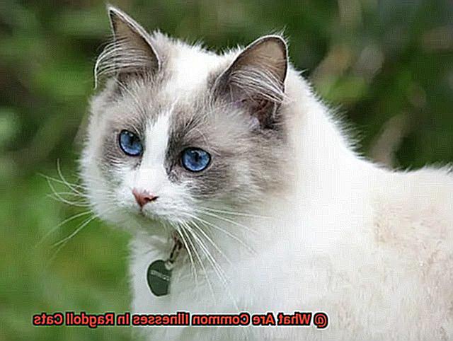 What Are Common Illnesses In Ragdoll Cats-2