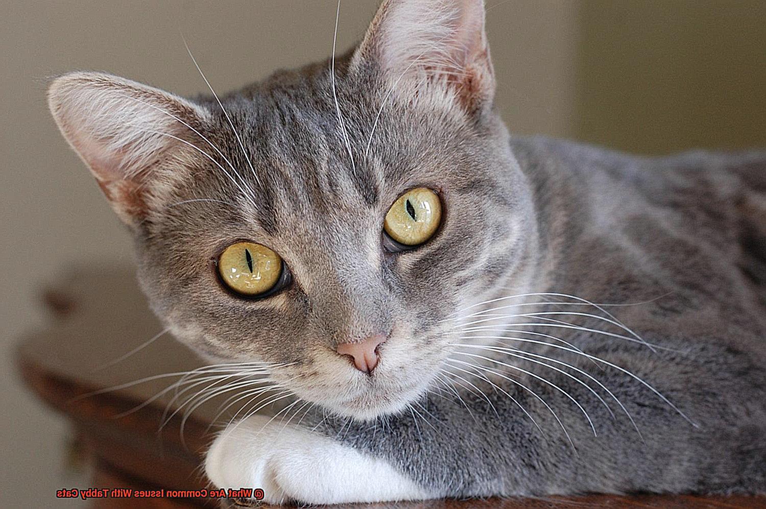 What Are Common Issues With Tabby Cats-2