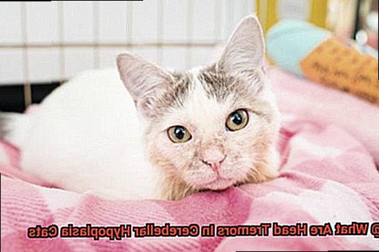 What Are Head Tremors In Cerebellar Hypoplasia Cats-2