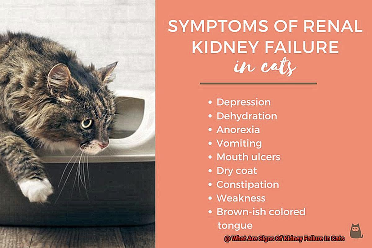 What Are Signs Of Kidney Failure In Cats-3
