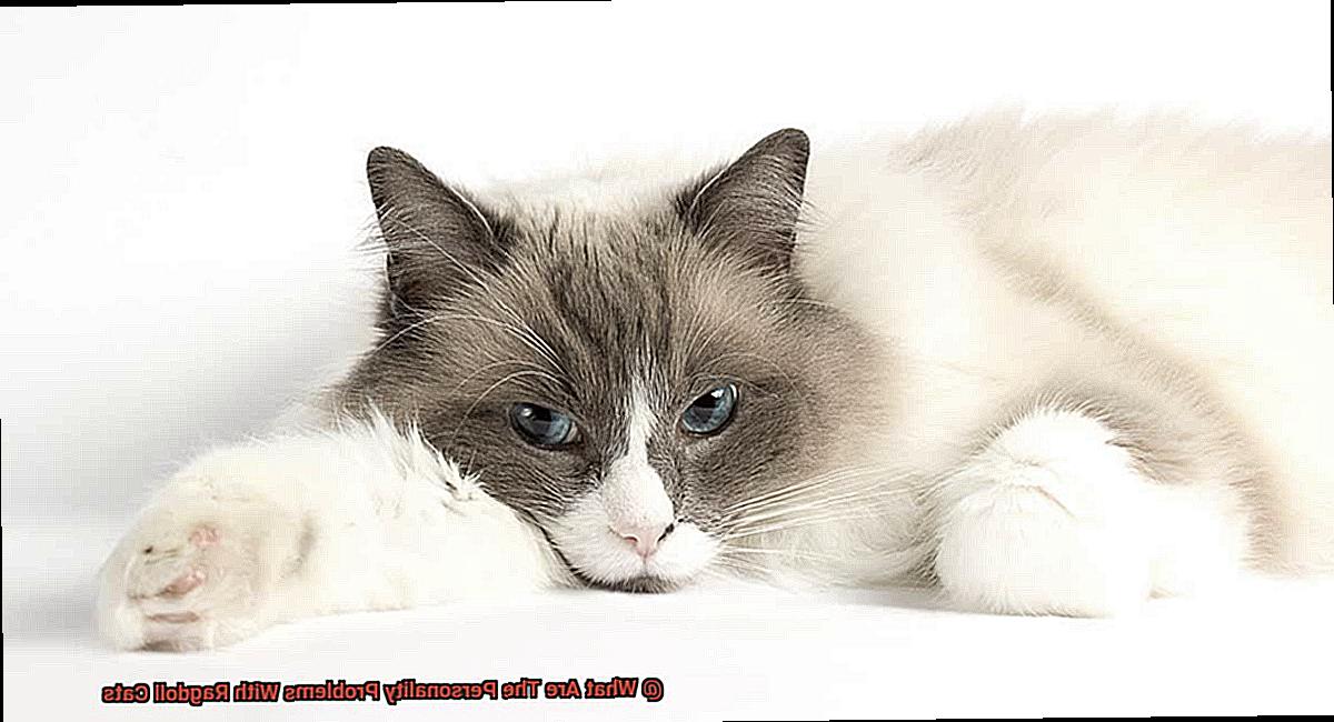 What Are The Personality Problems With Ragdoll Cats-2