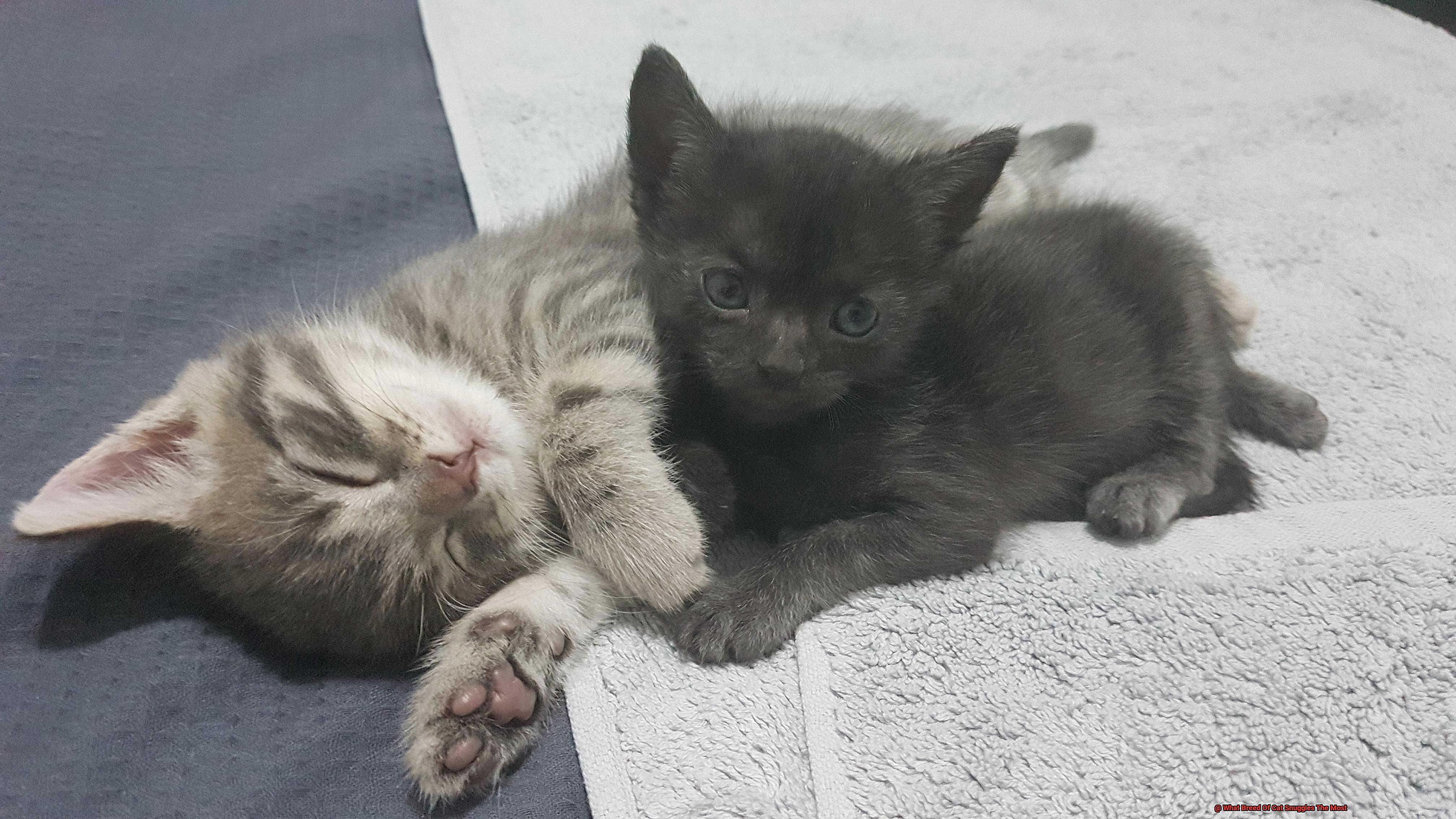 What Breed Of Cat Snuggles The Most-2