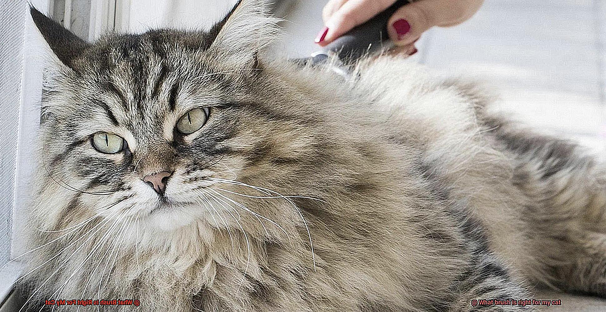 What Brush Is Right For My Cat-2