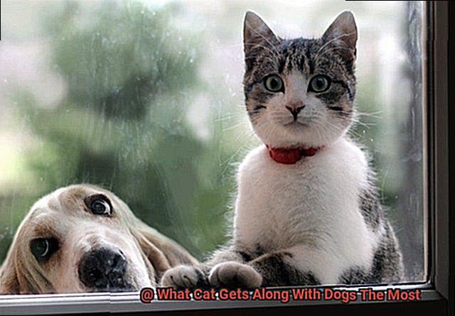 What Cat Gets Along With Dogs The Most-2