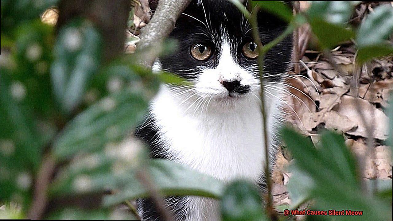 What Causes Silent Meow-2