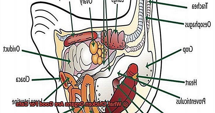 What Chicken Organs Are Good For Cats-2