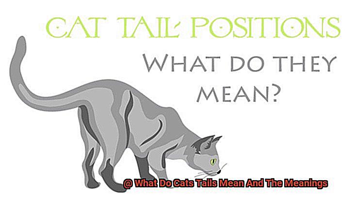 What Do I Need To Know Before Getting A Calico Cat 7698354780