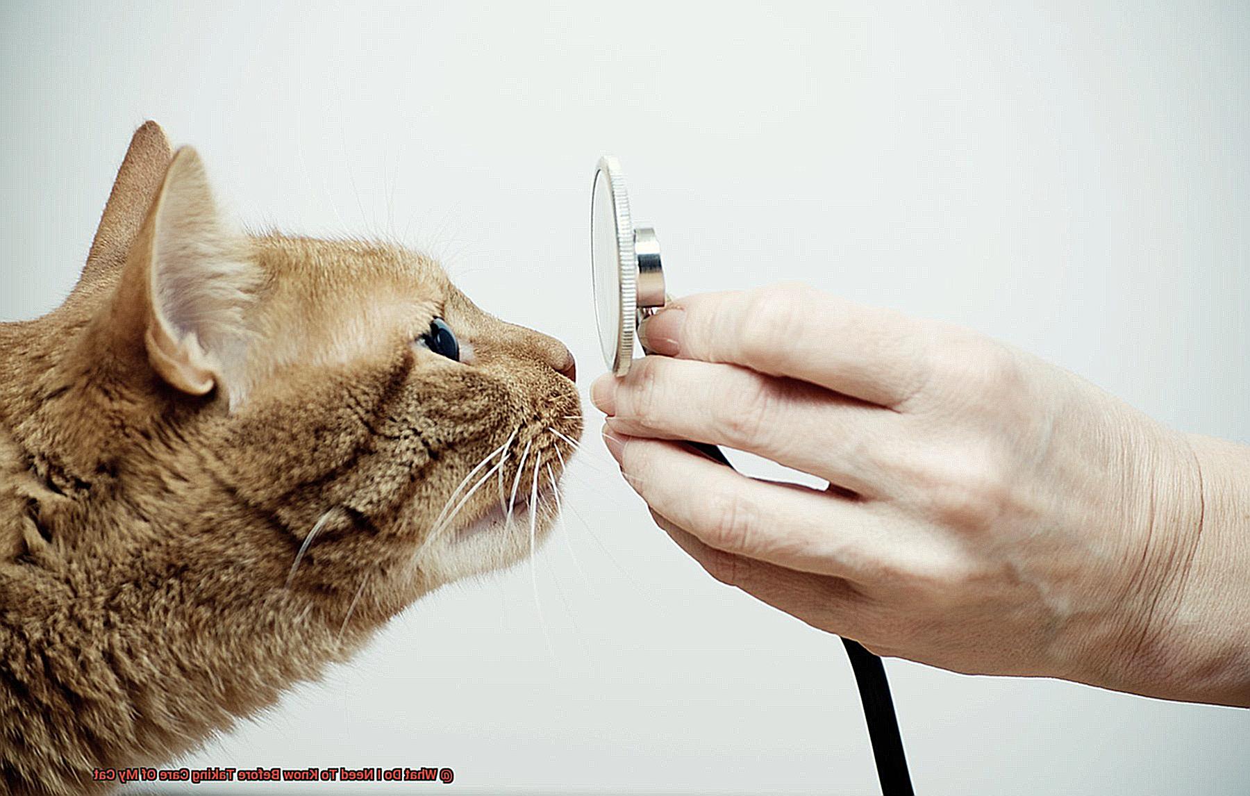 What Do I Need To Know Before Taking Care Of My Cat-2