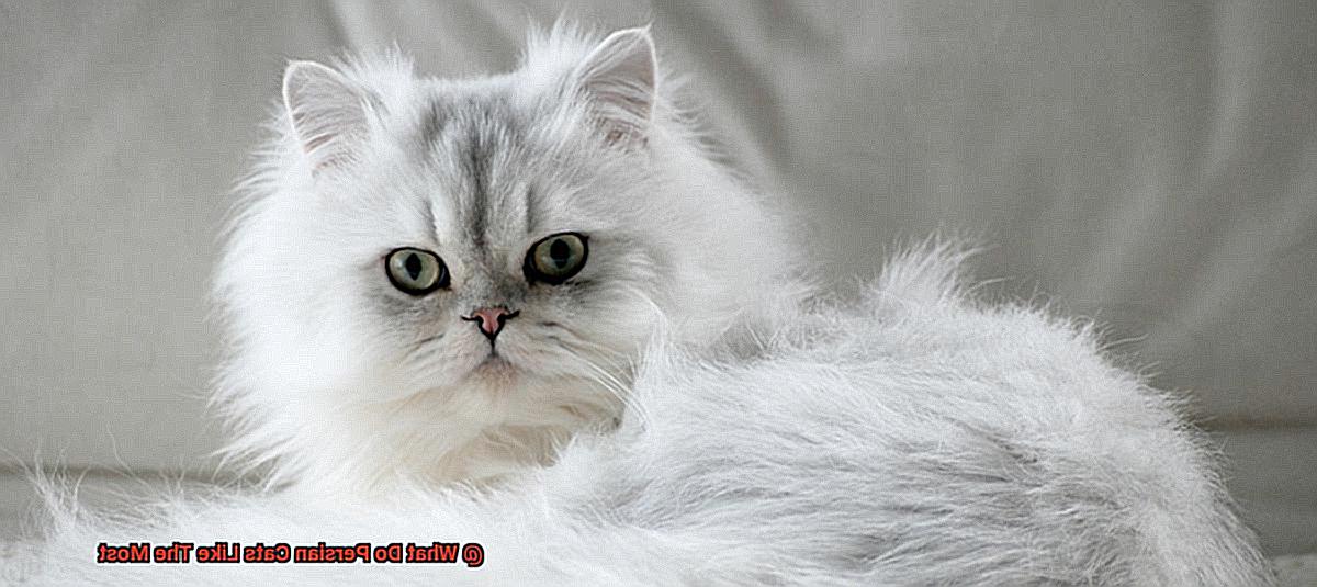What Do Persian Cats Like The Most-2