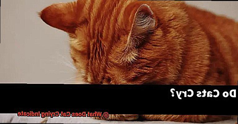 What Does Cat Crying Indicate-2
