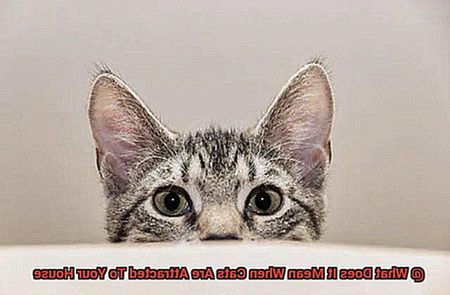 What Does It Mean When Cats Are Attracted To Your House-2