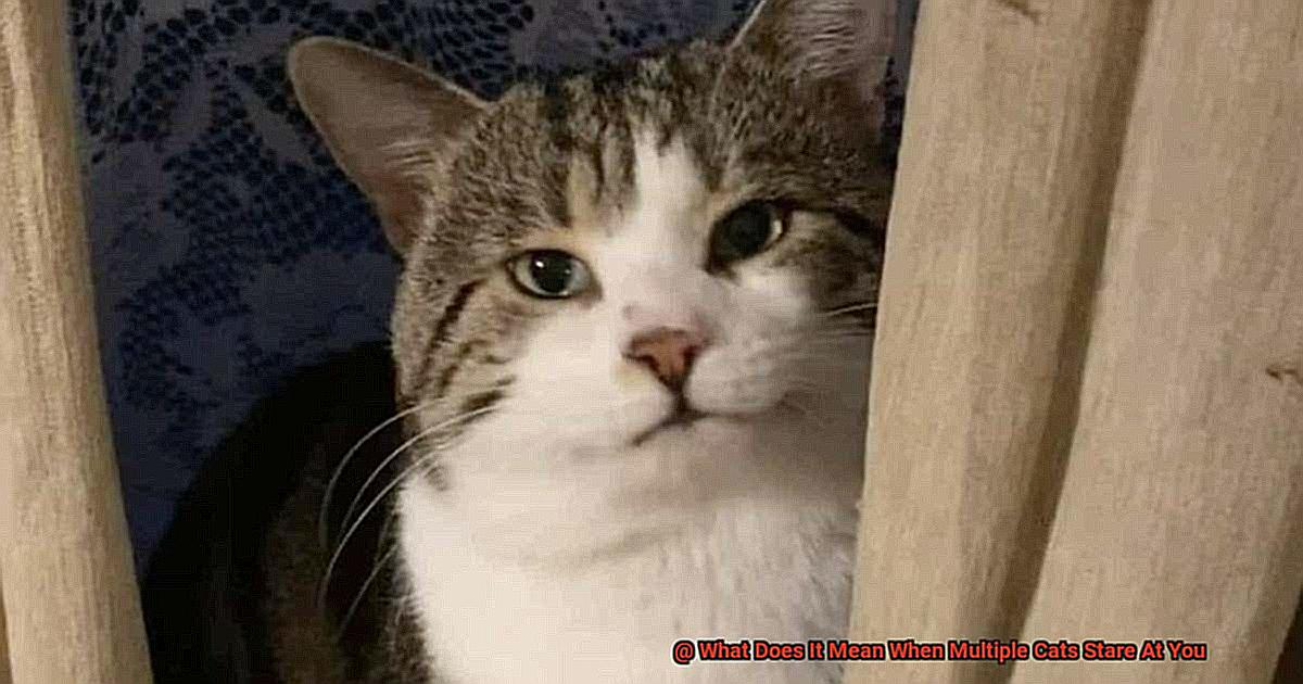 What Does It Mean When Multiple Cats Stare At You-2