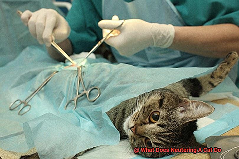 What Does Neutering A Cat Do-2