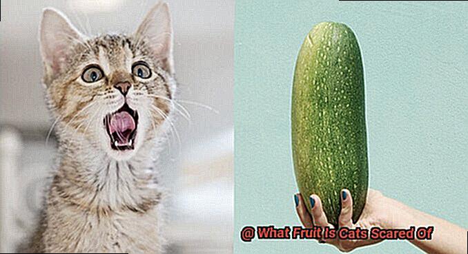 What Fruit Is Cats Scared Of-2