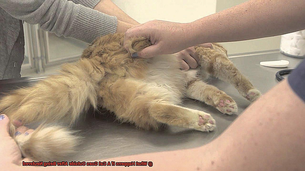 What Happens If A Cat Goes Outside After Being Neutered-2