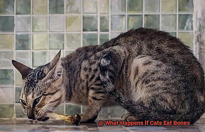 What Happens If Cats Eat Bones-2