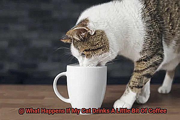 What Happens If My Cat Drinks A Little Bit Of Coffee-2