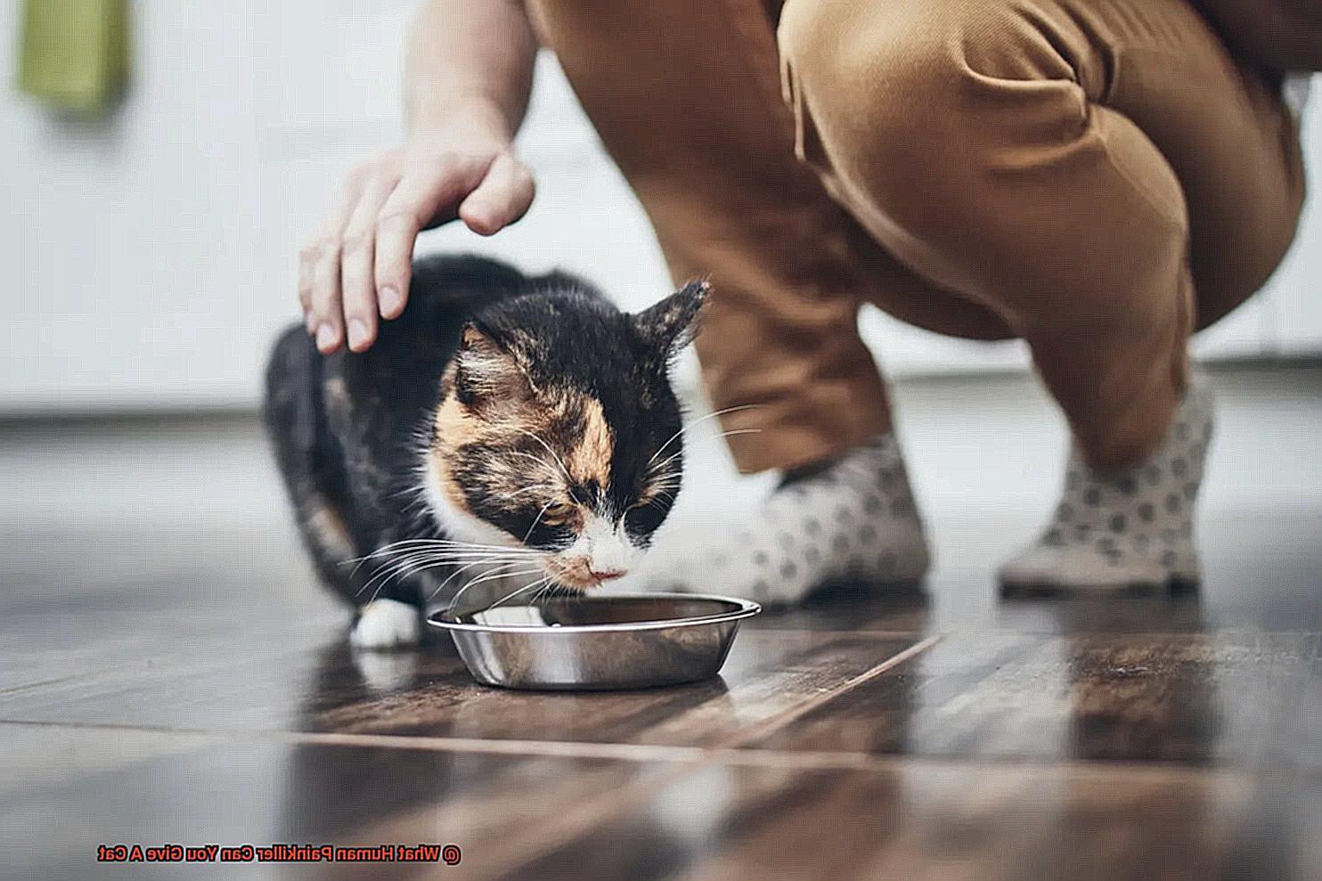 What Human Painkiller Can You Give A Cat-2
