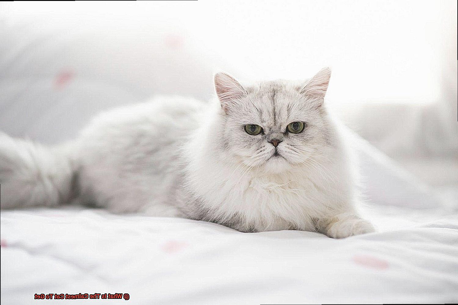 What Is The Calmest Cat To Get-2