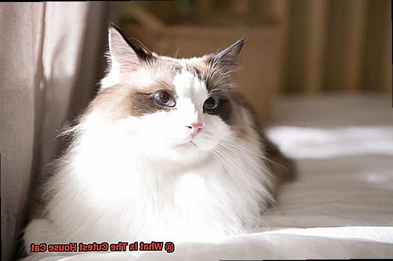 What Is The Cutest House Cat-2