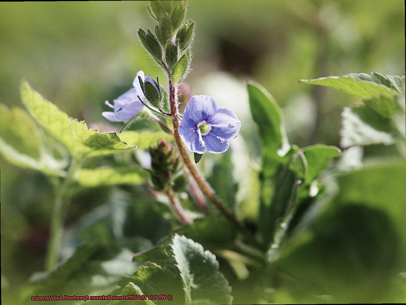 What Is The Difference Between Speedwell And Veronica-2
