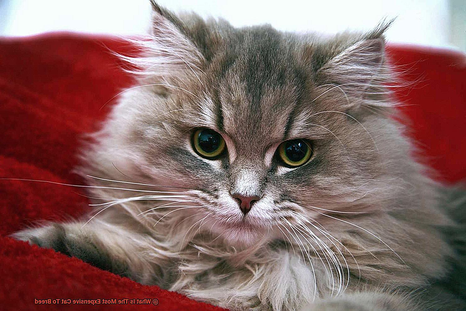 What Is The Most Expensive Cat To Breed-2
