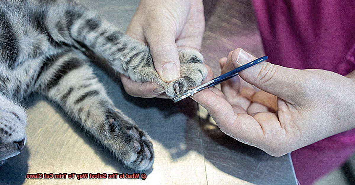 What Is The Safest Way To Trim Cat Claws-2
