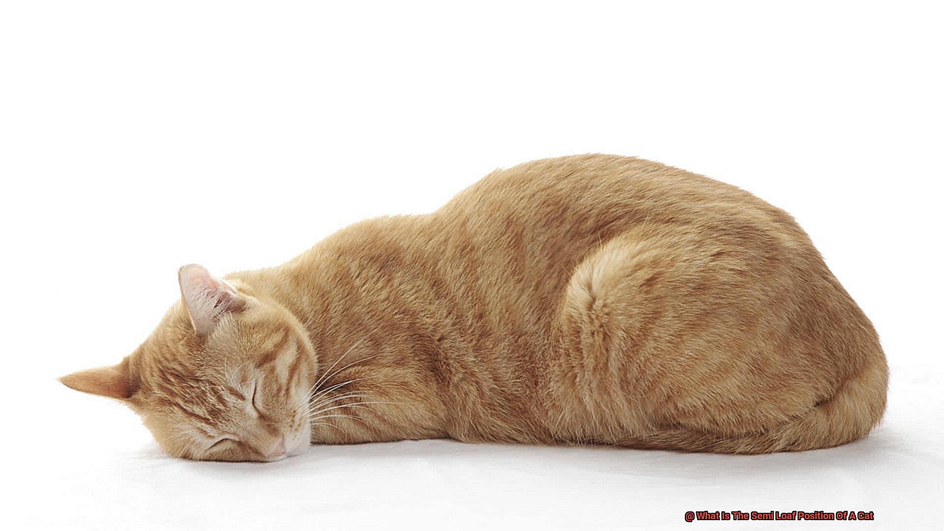 What Is The Semi Loaf Position Of A Cat-2