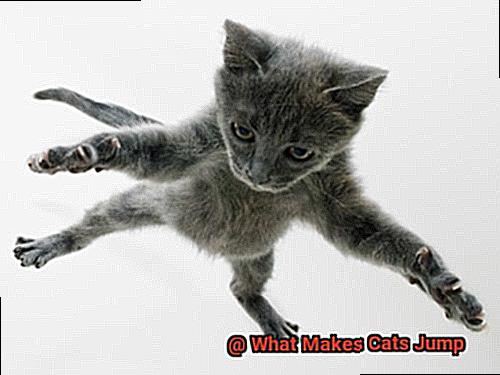 What Makes Cats Jump-2