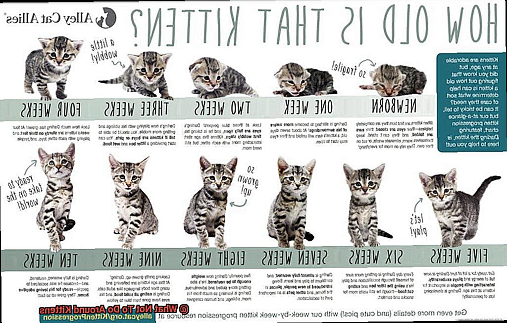 What Not To Do Around Kittens-2