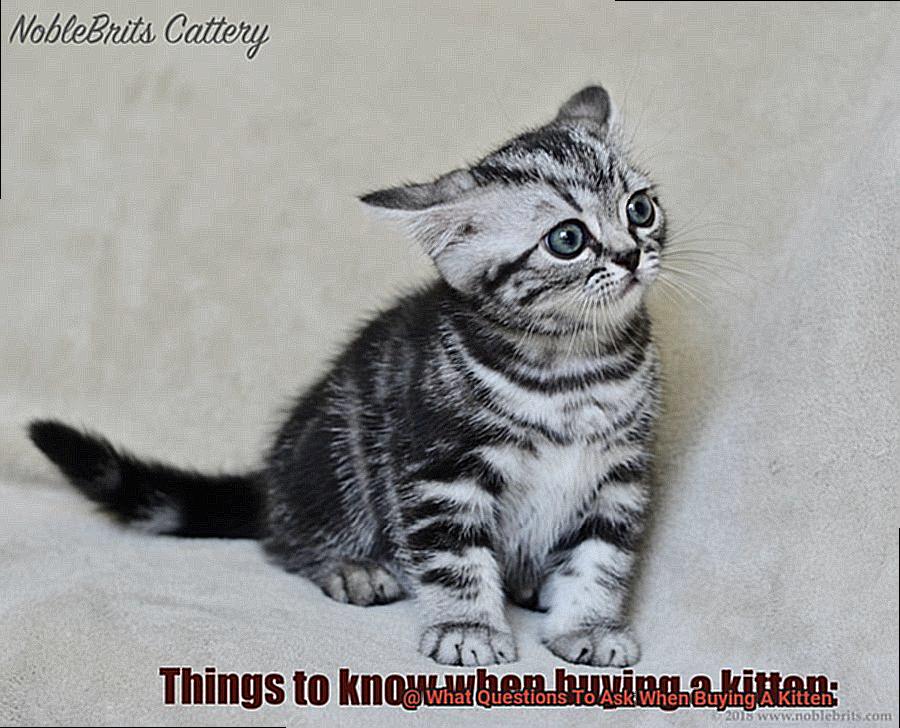 What Questions To Ask When Buying A Kitten-2