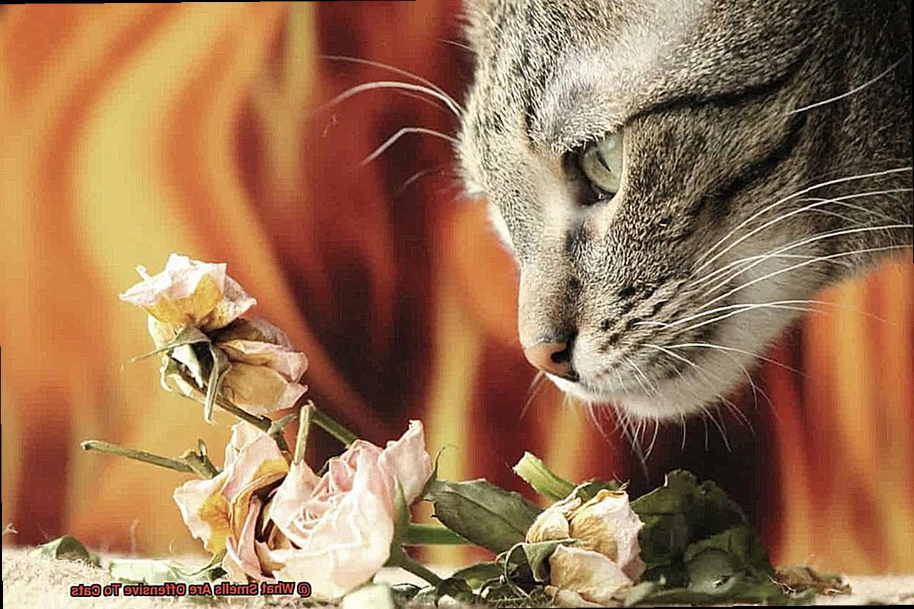 What Smells Are Offensive To Cats-2