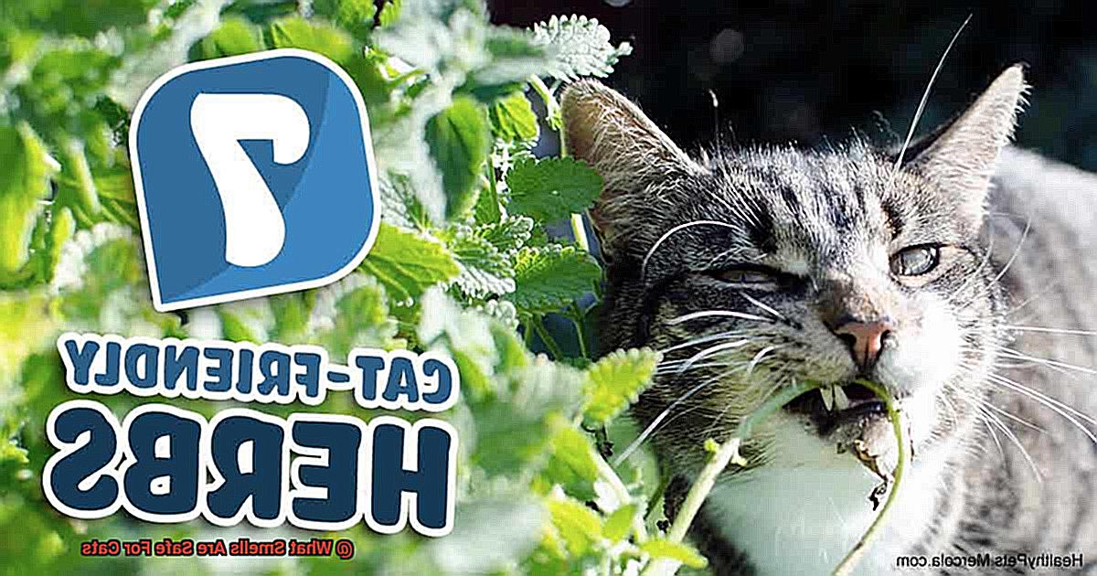 What Smells Are Safe For Cats-3