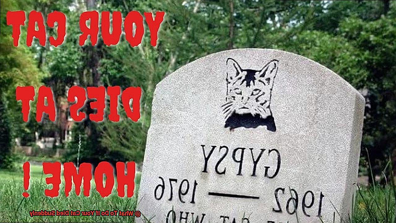 What To Do If Your Cat Died Suddenly-3