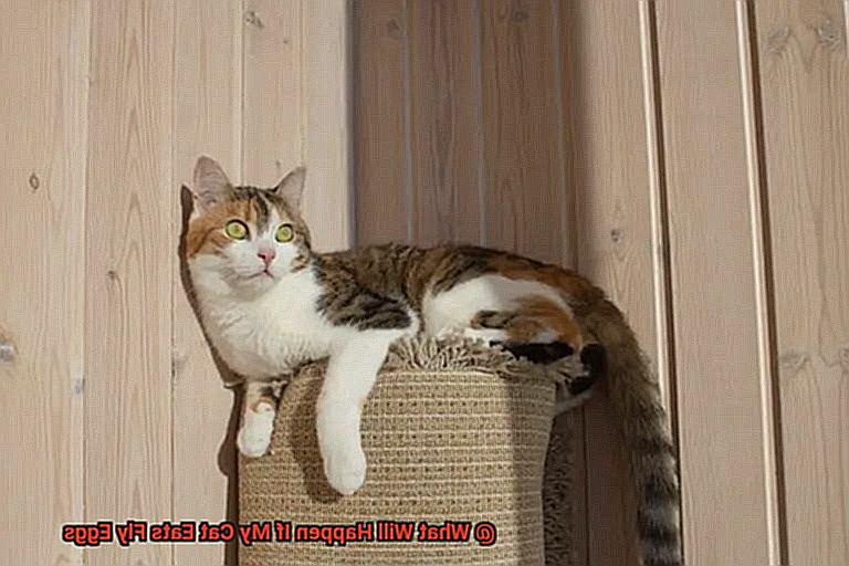 What Will Happen If My Cat Eats Fly Eggs-2