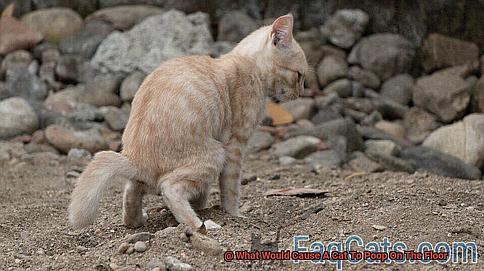 What Would Cause A Cat To Poop On The Floor-2