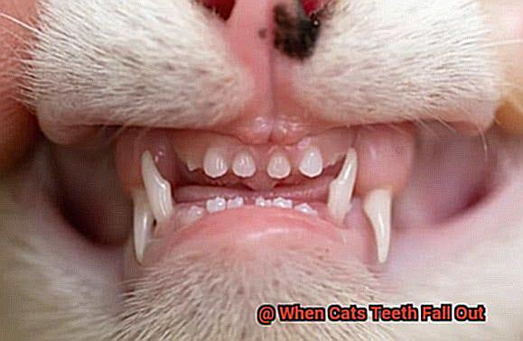 When Cats Teeth Fall Out-2