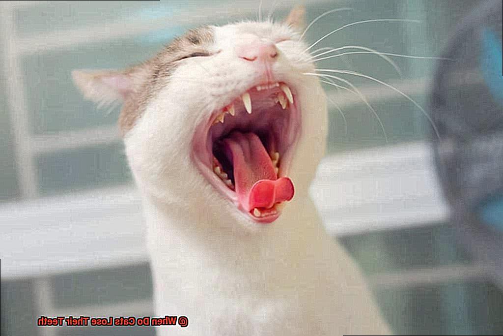 When Do Cats Lose Their Teeth-2