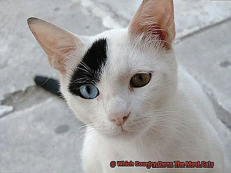 Which Shampoo Is Good For Persian Cat-2